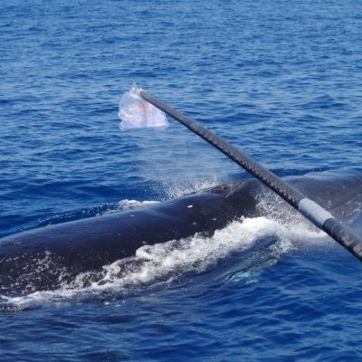 Collecting a sample from a whale's "blow".